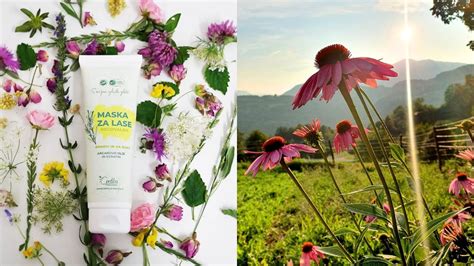 Ilustracija različnih zelišč, nekatera označena kot varna, druga kot odsvetovana za nosečnice.