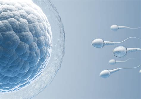 Diagram, ki prikazuje proces nastajanja semenčic in ključne dejavnike moške plodnosti.