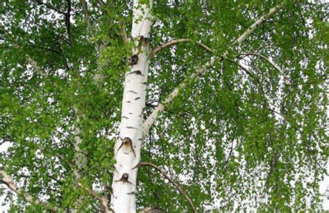 drevo breze s kapljicami soka