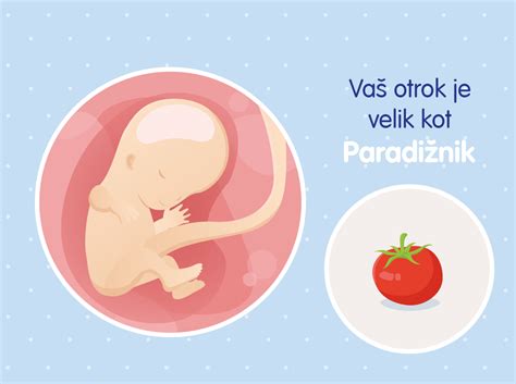 Diagram prikazuje razvoj ploda v drugem trimesečju