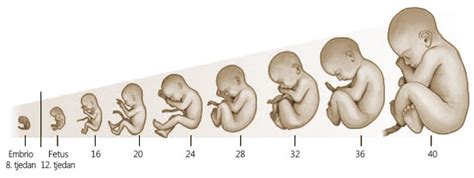 Rast otroka v maternici po tednih