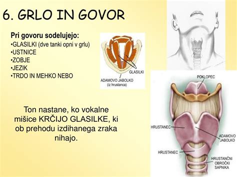 Diagram človeškega grla in glasilk