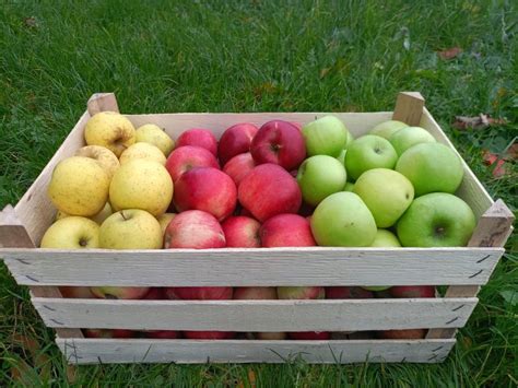 Različne vrste svežega sadja, kot so jabolka, banane in hruške