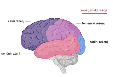 Anatomija možganov s poudarjenim epiduralnim prostorom