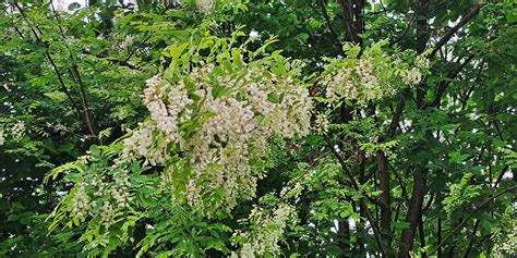 Sveži cvetovi cvetače