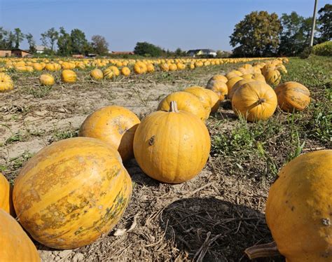Jesenska polja z bučami