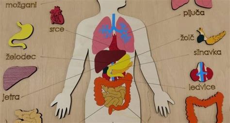 Ženska anatomija z označenimi reproduktivnimi organi