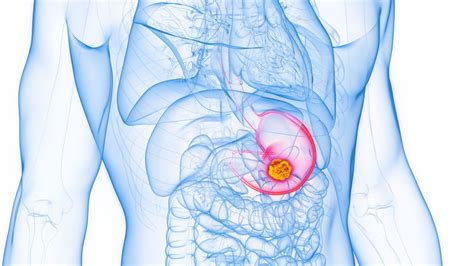 Ilustracija anatomije prebavil z označenim sfinkterjem med požiralnikom in želodcem