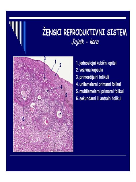 Ženski reproduktivni ciklus in plodno okno