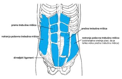anatomija trebušnih mišic