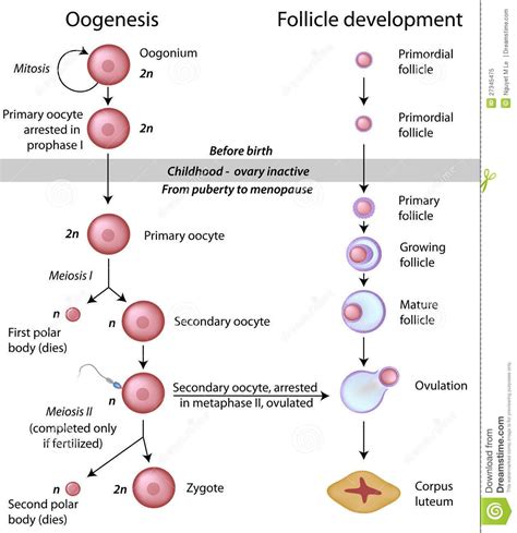 Diagram prikazuje proces ovulacije in vgnezditve