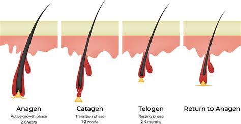 Diagram cikla rasti las (anagen, katagen, telogen)