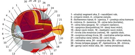 Prikaz anatomije očesne veznice