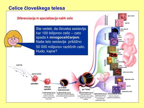mikroskopski prikaz celic v delitvi