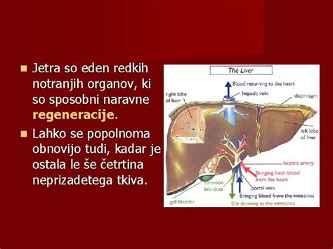 Prikaz vpliva notranjih adhezij na gibljivost organov