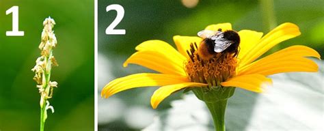 Ilustracija rastline navadnega janeža s cvetovi in semeni