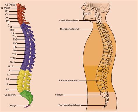 Diagram hrbtenice z označenim epiduralnim prostorom