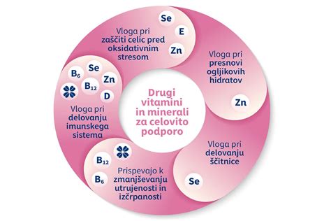 Diagram, ki prikazuje zapiranje nevralne cevi zgodaj v nosečnosti.