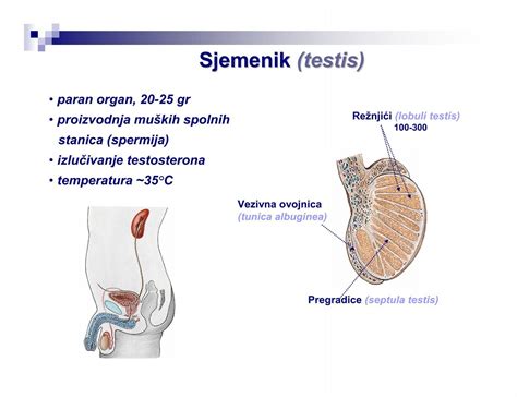 moški spolni organi in celice