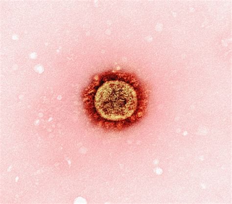 Prenos herpes virusa