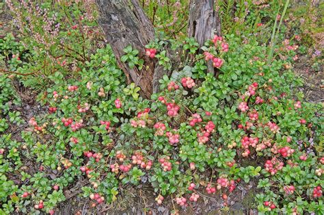 Zrele rdeče brusnice na veji