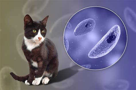 Ilustracija mačke in parazita Toxoplasma gondii