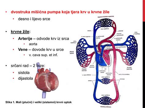 Diagram prikazuje srce in krvne žile