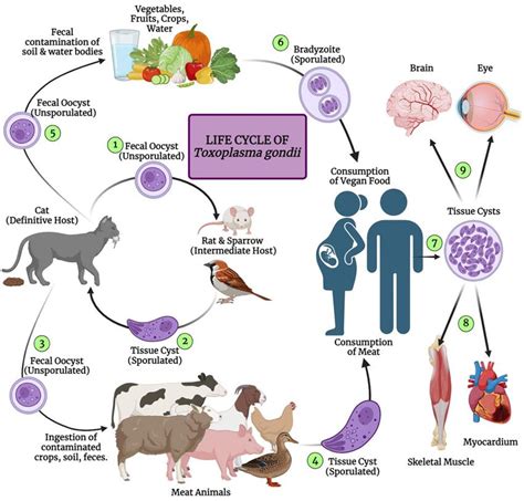 Diagram, ki prikazuje življenjski cikel Toxoplasma gondii.