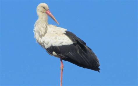 Ilustracija štorklje s culko v kljunu