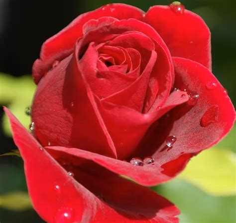 dlesen dojenčka z majhnim belim zobkom, ki se prebija skozi