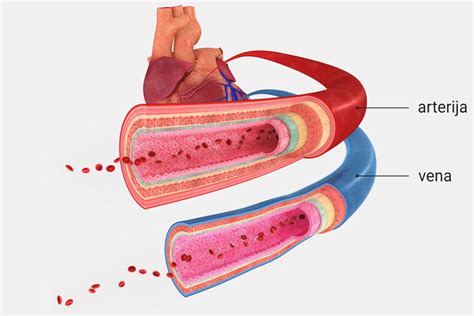Ilustracija odvzema krvi iz vene na roki