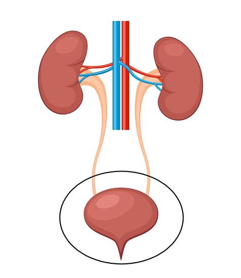 Diagram poti okužbe sečil pri deklicah