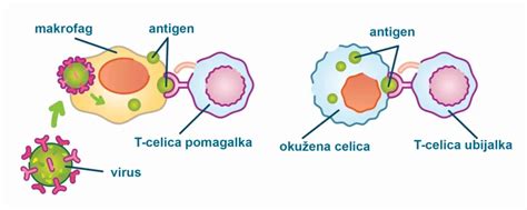 Diagram celice in delovanja inzulina
