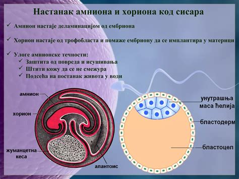 razvoj zigote v morulo