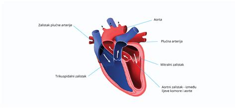 Simbolična slika srca in nosečnosti