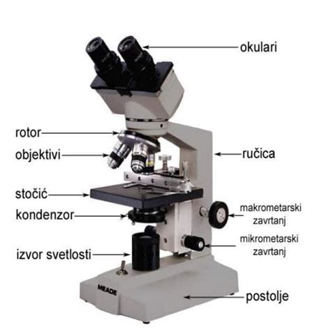 Slika mikroskopa, ki prikazuje glivice Candida