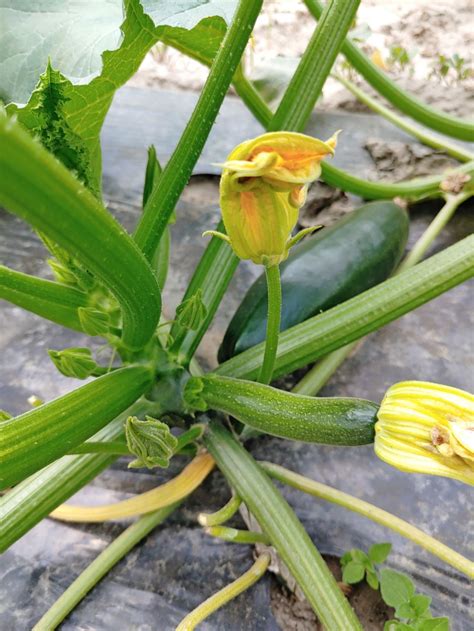 mlada bučka s cvetom