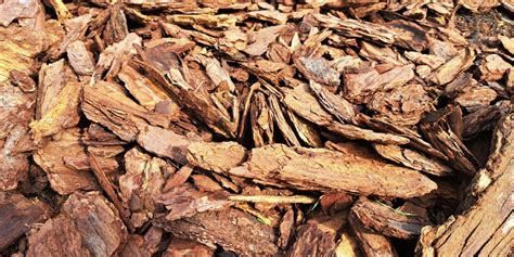 Hrastovo lubje kot naravni pripravek