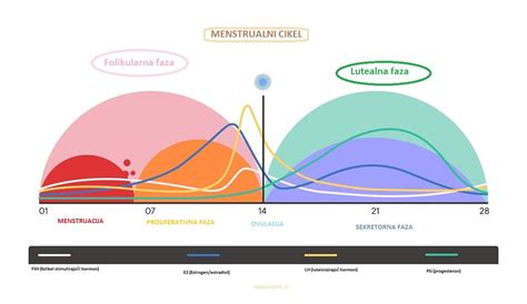 Diagram menstrualnega cikla z označenimi fazami in ovulacijo