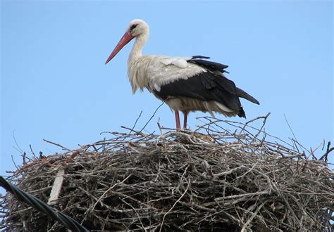 Simbolična podoba štorklje, ki prinaša otroka