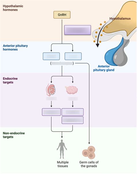 Diagram delovanja GnRH agonistov in antagonistov