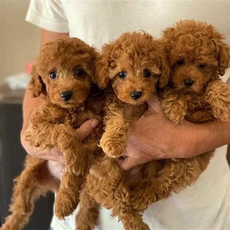 Pudelj z rjavimi madeži pod očmi