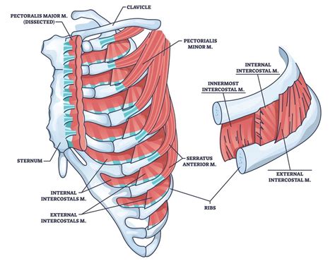 Diagram, ki prikazuje mišice trupa, ki jih je treba okrepiti po porodu.