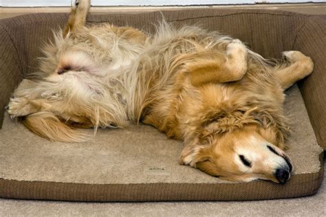 Pes, ki leži na boku z bolečim izrazom