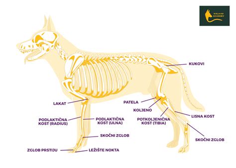 Diagram želodca psa, ki prikazuje normalno stanje in dilatacijo s torzijo