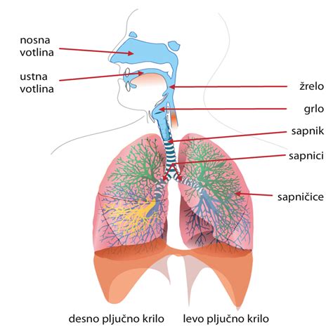 Diagram, ki prikazuje pravilen položaj jezika na nebu med dihanjem skozi nos