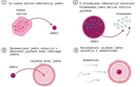 Diagram oploditve jajčeca s semenčico