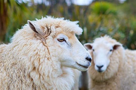 Detail volnenega vlakna merino ovce