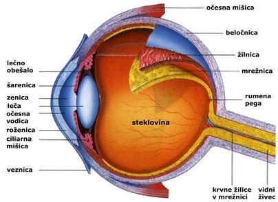 Diagram človeškega očesa z označenimi steklovino in mrežnico
