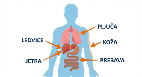 Infografika, ki prikazuje jetra in žolčevod.